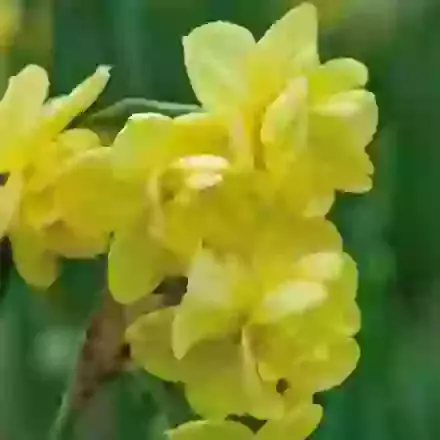 Yellow Cheerfulness